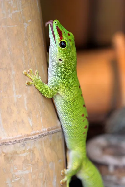 Animal Lagarto Réptil Iguana — Fotografia de Stock