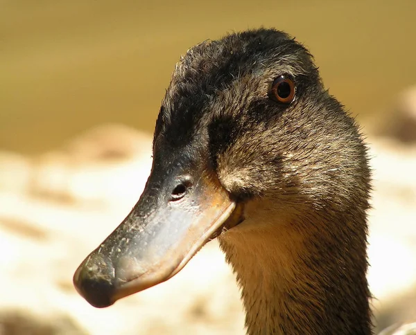 Schilderachtig Uitzicht Van Schattige Wilde Eend Natuur — Stockfoto