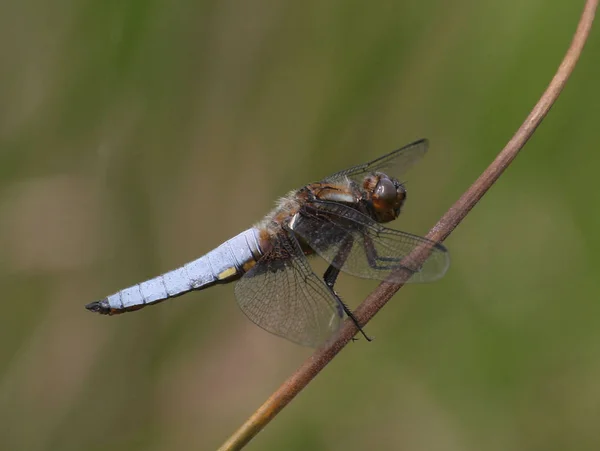 Dragonflies Insects Area Faithfulness Told Brother Could Also See Themselves — Stock Photo, Image