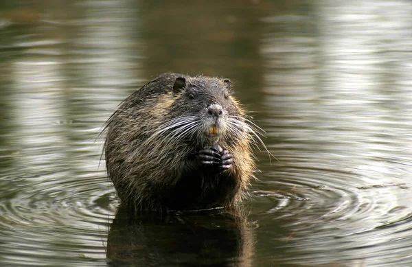 Junge Nutria Biberratte — Stockfoto