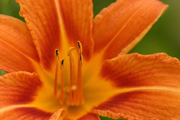 Оранжевый Цветок Саду — стоковое фото
