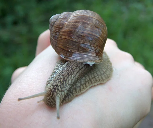 Elica Mollusco Chiocciola Animale Guscio — Foto Stock