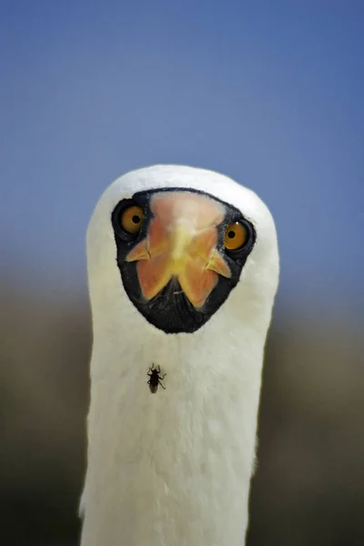 Booby Mascherato Nelle Isole Galapagos Mosca Riconosciuto Solo Come Una — Foto Stock