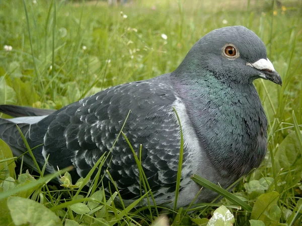 Vacker Utsikt Över Vacker Fågel Naturen — Stockfoto