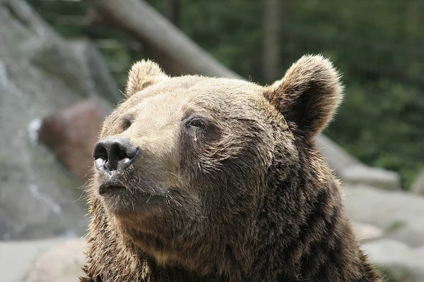 Fauny Medvědi Hnědí Volně Žijící Živočichové — Stock fotografie