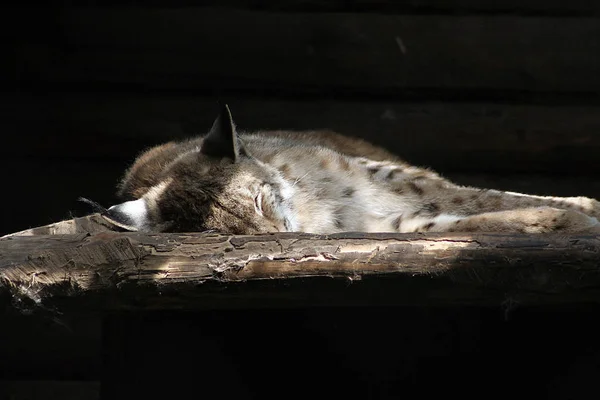 Lince Salvaje Animal Naturaleza Grande Gato —  Fotos de Stock