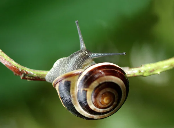 有住房的蜗牛是有益的昆虫 — 图库照片