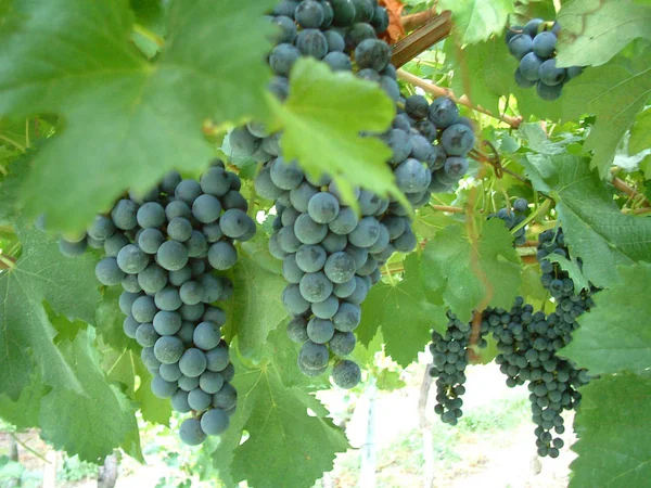 Uvas Suculentas Bagas Frutas Alimentos — Fotografia de Stock