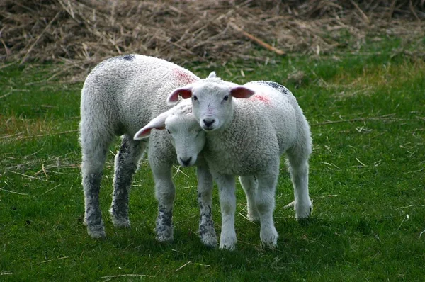 Vue Panoramique Sur Les Jeunes Animaux — Photo