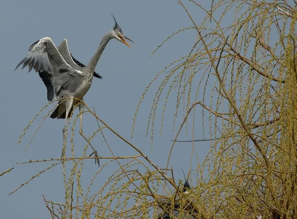 Vacker Utsikt Över Vacker Fågel Naturen — Stockfoto