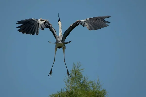 Vista Panorámica Hermoso Pájaro Naturaleza — Foto de Stock