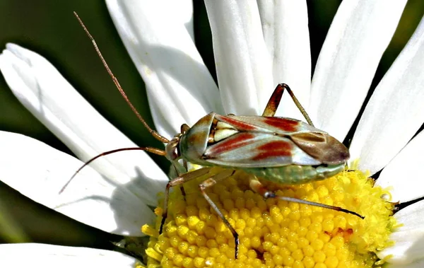 Nahaufnahme Von Wanzen Der Wilden Natur — Stockfoto