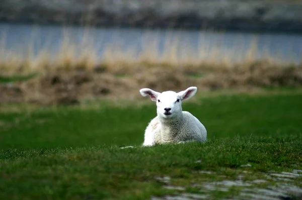 Young Animals Selective Focus — Stock Photo, Image