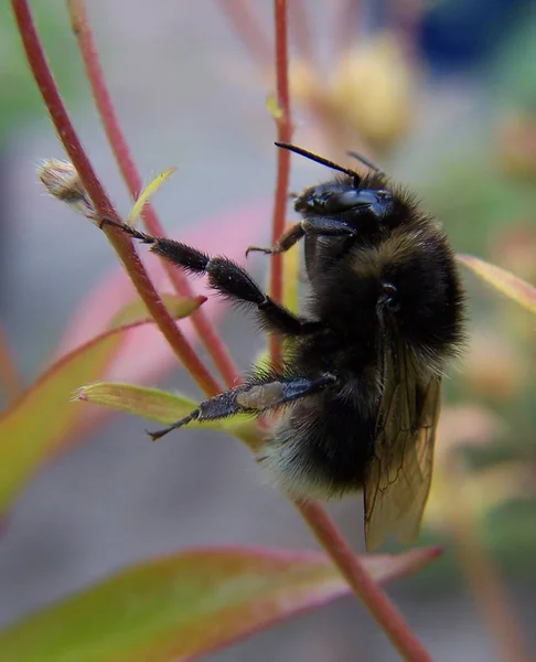 Closeup View Beautiful Bumblebee Insect — Stock Photo, Image