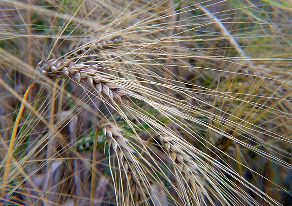 Campo Agrícola Trigo Cosecha — Foto de Stock