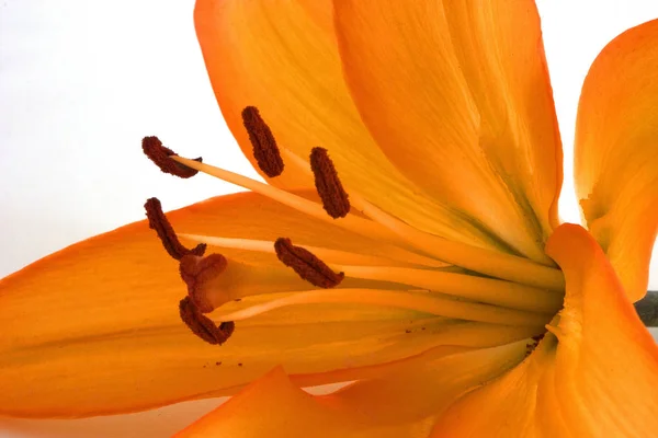 Closeup View Beautiful Lily Flower — Stock Photo, Image