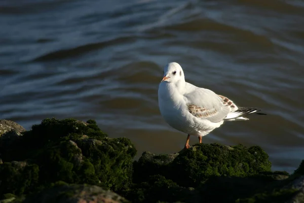 Malerischer Blick Auf Schöne Süße Möwe Vogel — Stockfoto