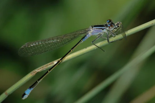 Vista Macro Primer Plano Del Insecto Libélula — Foto de Stock