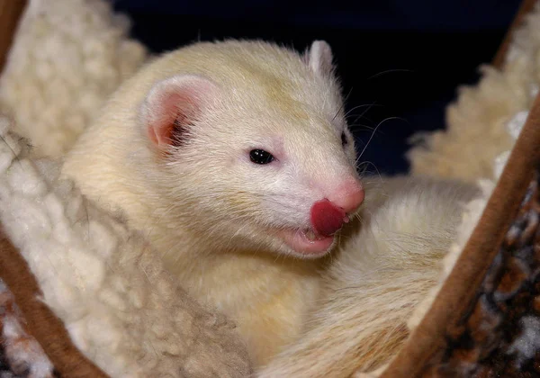 Furet Adorable Rongeur — Photo