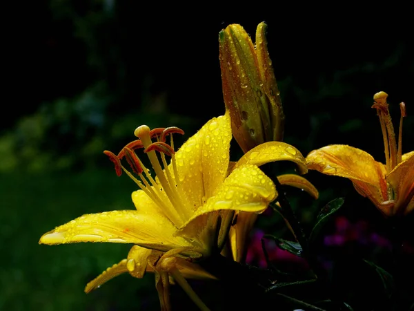 Vue Rapprochée Belle Fleur Lys — Photo