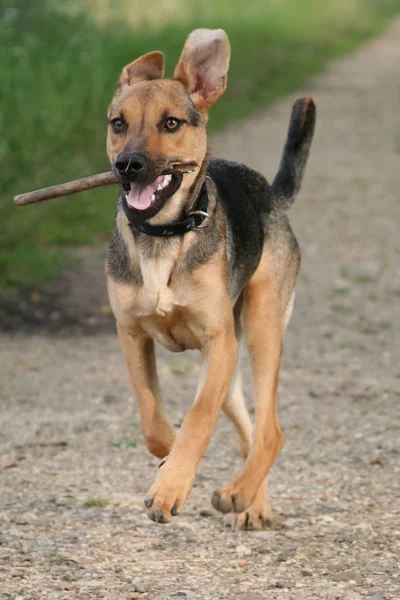 Porträt Eines Süßen Hundes — Stockfoto