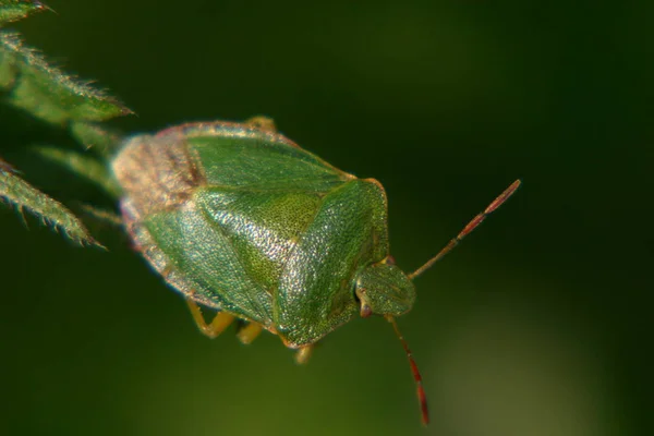 野生の自然界での虫の接近 — ストック写真