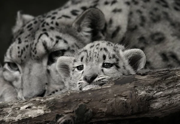 Gepardenkatze Leopardentier — Stockfoto