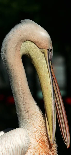 Pelikanvogel Mit Langem Schnabel — Stockfoto