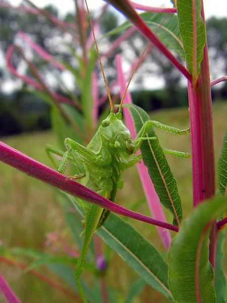 Insecte Sauterelle Insecte Prieur Invertébré — Photo