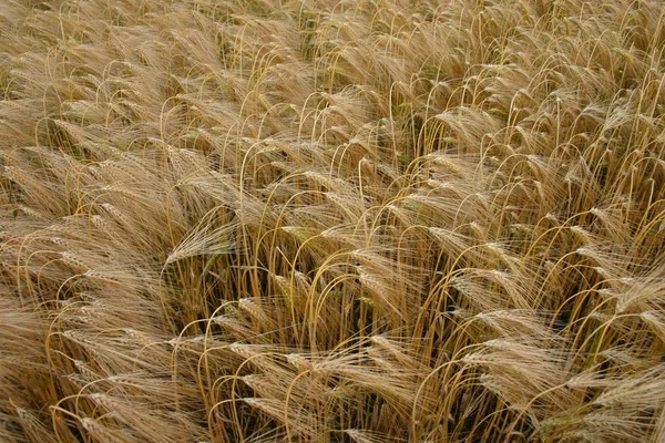 Landwirtschaft Felder Mit Maisanbau — Stockfoto