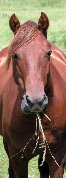 Como Todos Cavalos Casa Herbívoro Pernas Cavalo Com Uma Cabeça — Fotografia de Stock