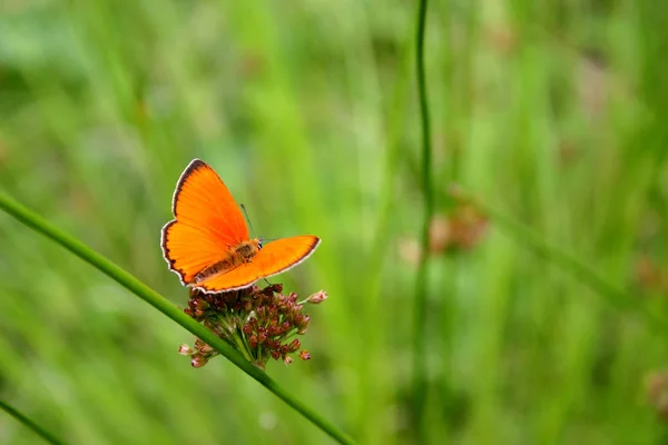 Estoy Paz Del Todo Con Borde Mariposa — Foto de Stock