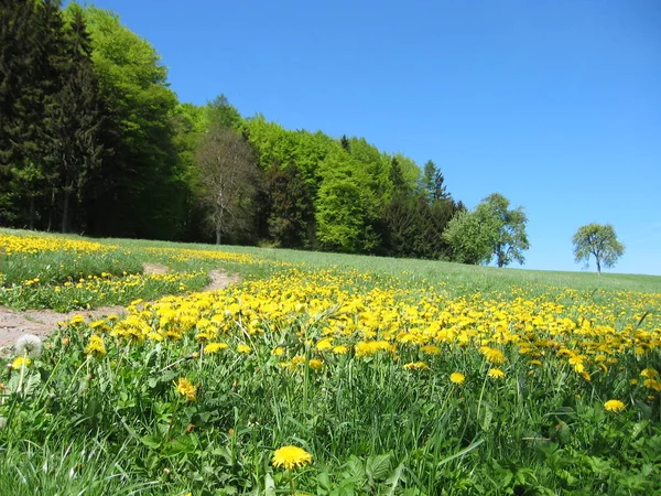 黄色いタンポポの花びら春の植物 — ストック写真