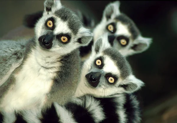 Três Macacos Foram Apenas Alguns Segundos Dessa Tríade Sendo Emoldurados — Fotografia de Stock