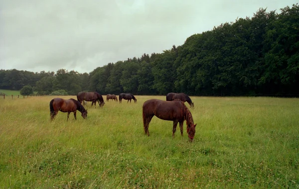 Animal Cheval Dans Nature Faune — Photo