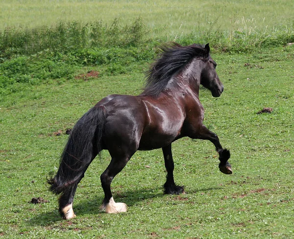 Cavalos Livre Durante Dia — Fotografia de Stock