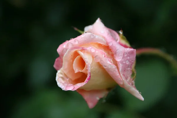 Mooi Botanisch Schot Natuurlijk Behang — Stockfoto