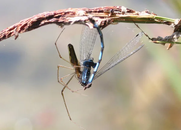 Primo Piano Macro Vista Insetti Libellula — Foto Stock