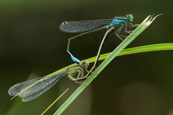 Closeup Macro Vedere Insectă Libelulă — Fotografie, imagine de stoc