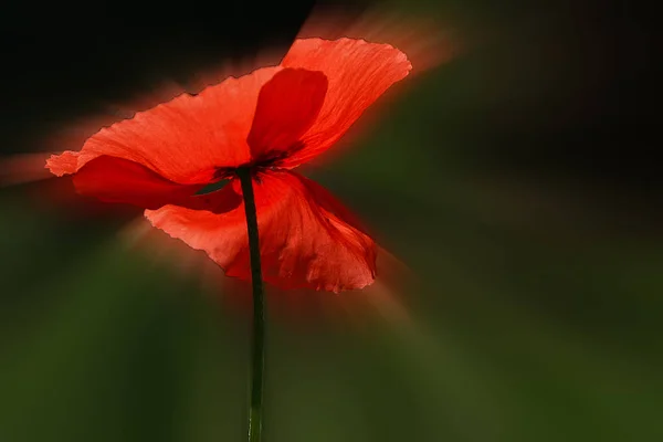 Vista Cerca Hermosas Flores Amapola Silvestre — Foto de Stock