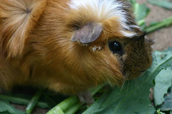 Hamster Marsvin Gnagare Djur Sällskapsdjur — Stockfoto