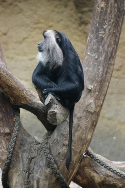 Primer Plano Los Animales Zoológico — Foto de Stock