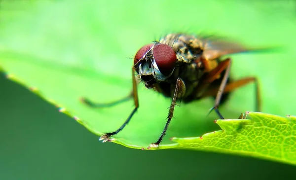 Nuevo Volar — Foto de Stock