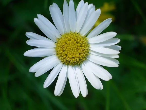 Bild Von Gänseblümchen Voller Blüte — Stockfoto