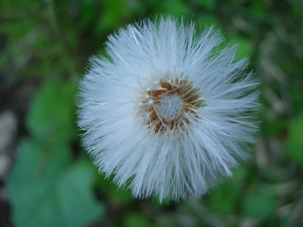 Samenstand Commons Coltsfoot Tallago Fara Цветок Желтый — стоковое фото