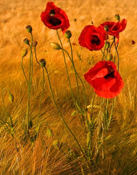 Vista Cerca Hermosas Flores Amapola Silvestre — Foto de Stock