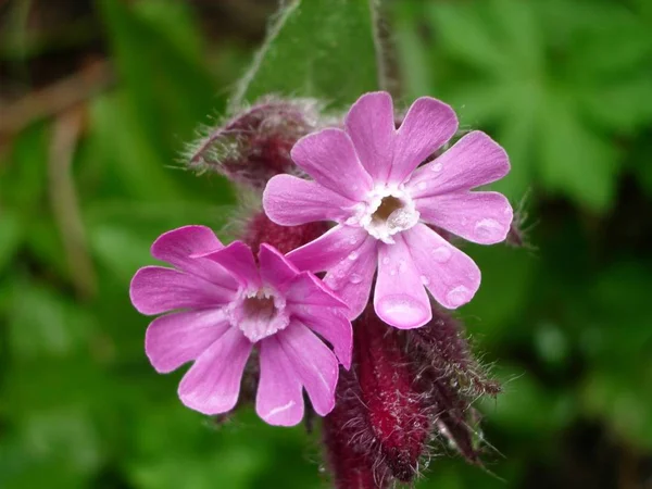 Roter Campion Und Roter Campion Silene Dioica — Stockfoto