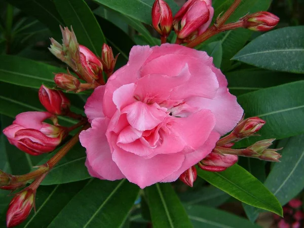 Beautiful Summer Oleander Flower — Stock Photo, Image