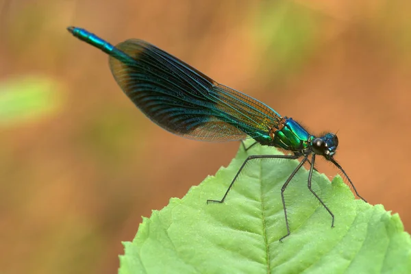 Trollslända Insekt Flora Och Fauna — Stockfoto