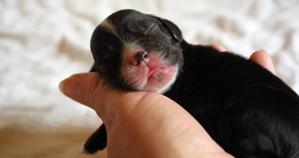 Little Ian Days Old American Cocker Sleeping Very Trusting Hand — Stock Photo, Image